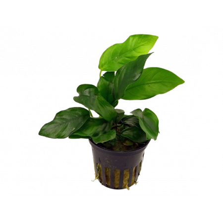 Anubias Nana