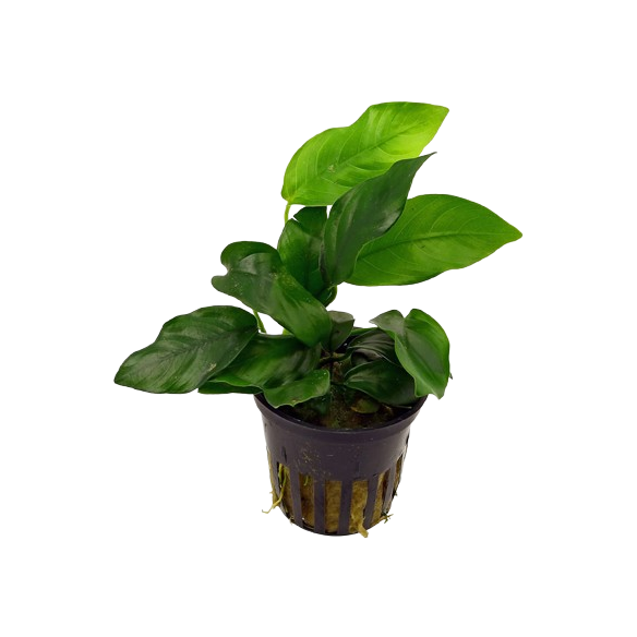 Anubias Nana