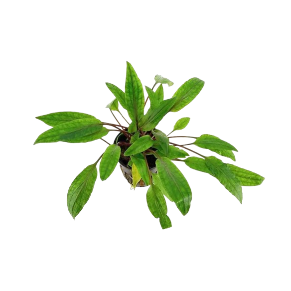 Cryptocoryne Ondulata