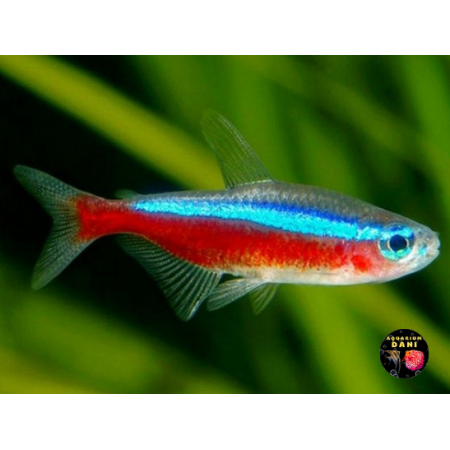 Neon Cardenal