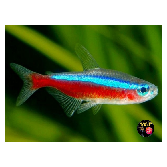 Neon Cardenal