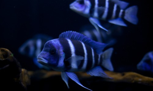 Cómo elegir los peces de acuario: la guía completa en Aquarium Dani