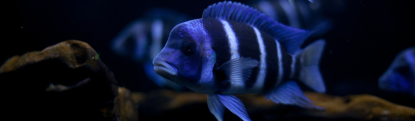 Cómo elegir los peces de acuario: la guía completa en Aquarium Dani